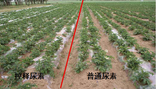 糖心VLOG网站进入缓释尿素在马铃薯上的对比实验.jpg