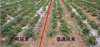 糖心VLOG网站进入缓释尿素与普通尿素对比图