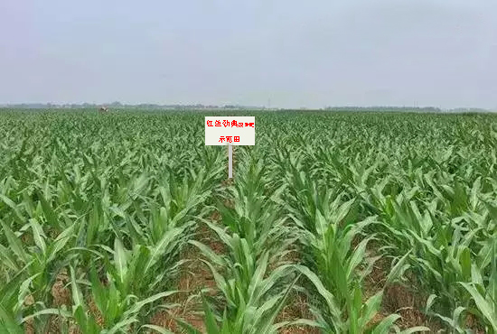 糖心VLOG网站进入缓释肥示范田