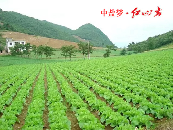 糖心视频污污下载丰收