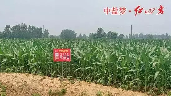 糖心VLOG网站进入缓释肥在商丘玉米上表现突出！