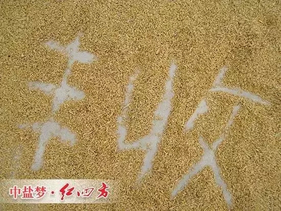 丰收离不开糖心VLOG网站进入缓释肥