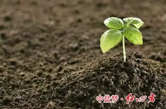 糖心VLOG网站进入：土壤有机质，让土壤更有活力！