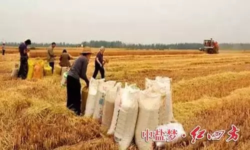 糖心视频污污下载丰收时