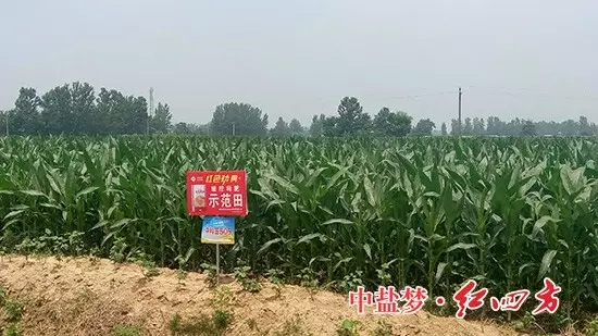 糖心VLOG网站进入玉米缓释肥示范田玉米长势良好