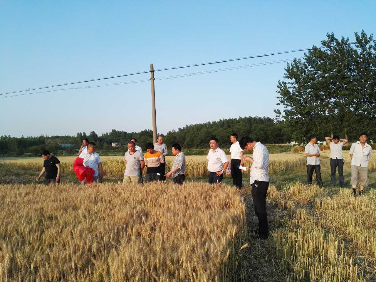 睢宁麦子施用糖心VLOG网站进入糖心视频污污下载肥，效果显著，引来众多种田大户观摩